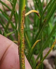 Puccinia liliacearum