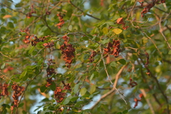 Pithecellobium unguis-cati