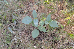 Erythrina crista-galli