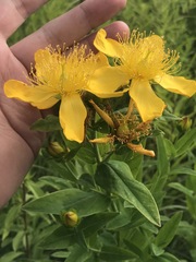 Hypericum ascyron pyramidatum