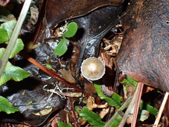 Mycena subviscosa