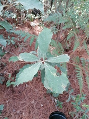 Quercus scytophylla