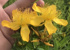 Hypericum ascyron pyramidatum