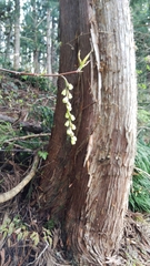 Stachyurus praecox