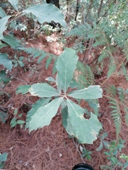 Quercus scytophylla