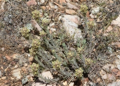 Castilleja cinerea
