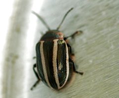 Calligrapha californica