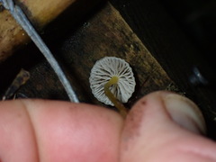 Mycena subviscosa