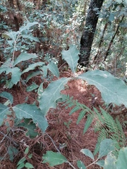 Quercus scytophylla