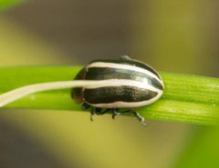 Calligrapha californica