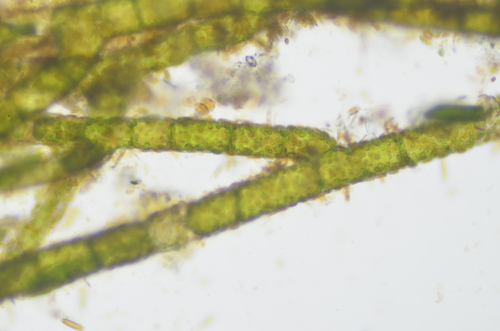 Image of Acrosiphonia arcta by no rights reserved
