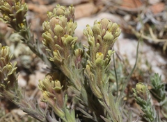 Castilleja cinerea