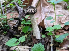 Morchella punctipes