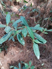 Ternstroemia lineata