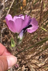 Sidalcea diploscypha