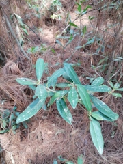 Ternstroemia lineata