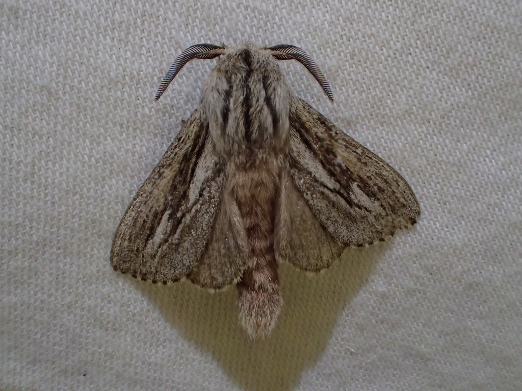 Gufria limosa
