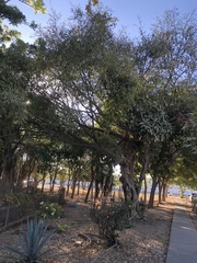 Ficus binnendykii