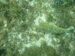 Sphoeroides lobatus
