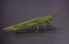 Stenacris vitreipennis image