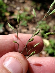 Festuca versuta