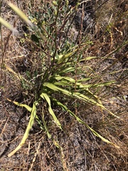 Chlorogalum pomeridianum divaricatum