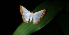 Leuciris institata