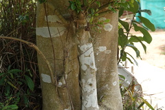 Aquilaria sinensis