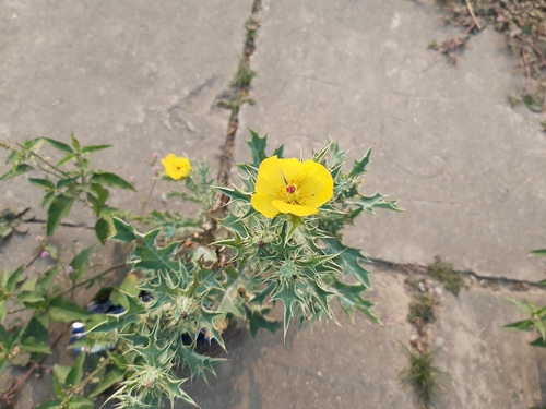 Mexican prickly poppy
