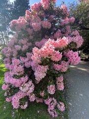 Rhododendron