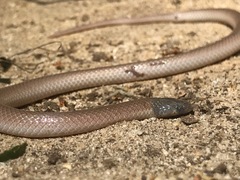 Tantilla relicta neilli