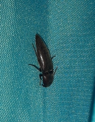 Elaterini