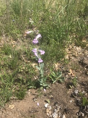 Penstemon grandiflorus