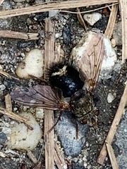 Epalpus