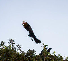 Corvus brachyrhynchos