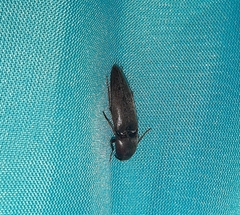 Elaterini