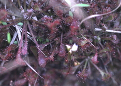 Drosera oblanceolata