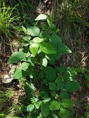 Desmodium lindheimeri