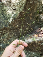 Bromus texensis
