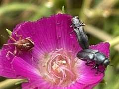 Agrilus muticus