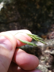 Bromus texensis