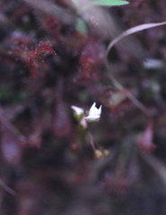 Drosera oblanceolata
