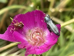 Agrilus muticus