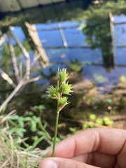 Carex brittoniana