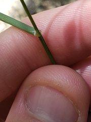 Bromus texensis