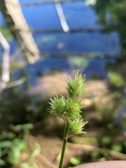 Carex brittoniana