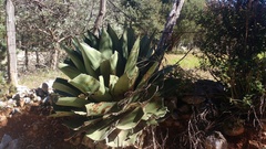 Agave gentryi