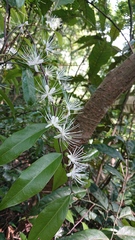 Capparis acutifolia