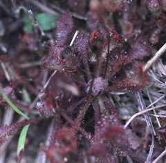 Drosera oblanceolata