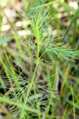 Spermolepis inermis